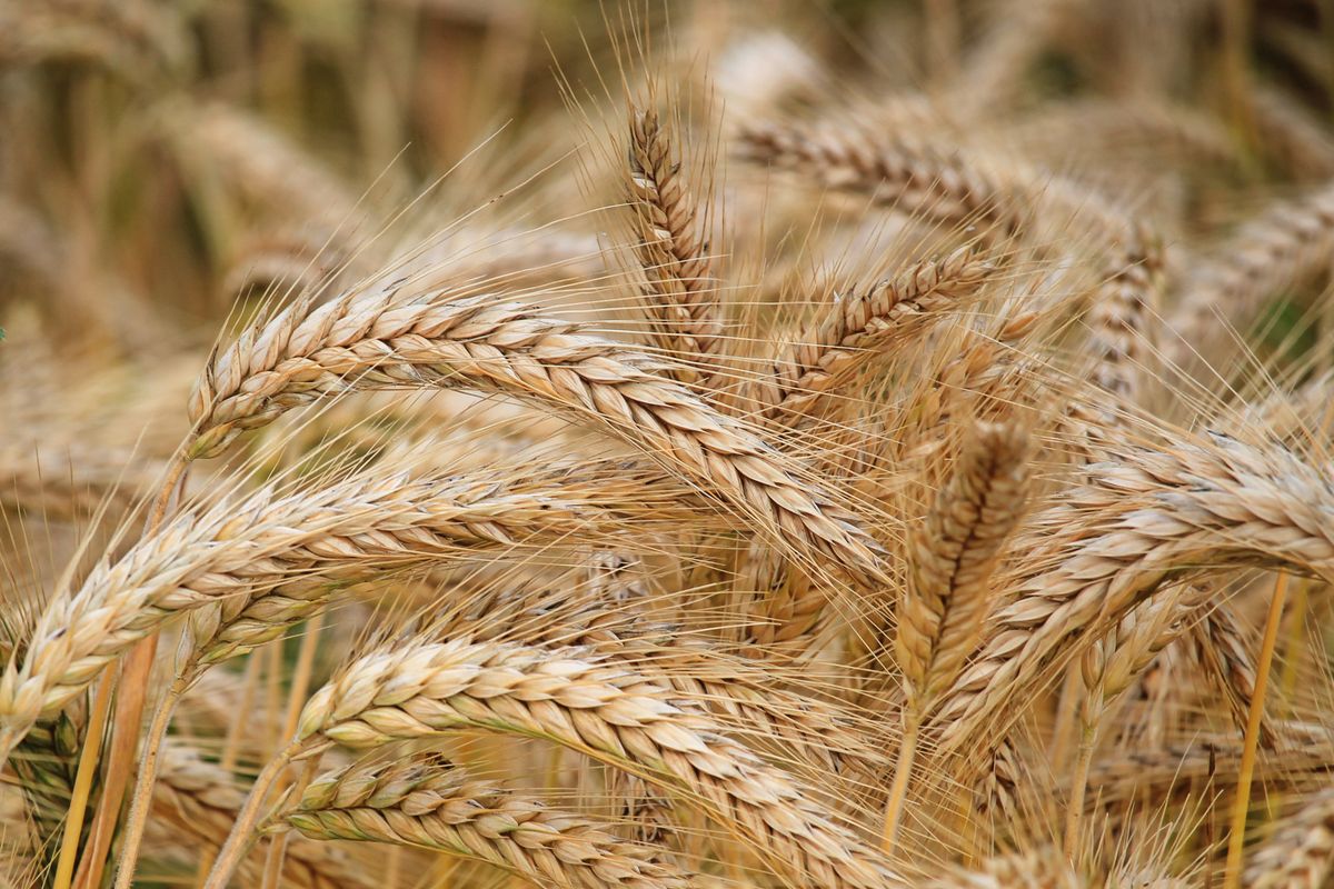 Cereal grains