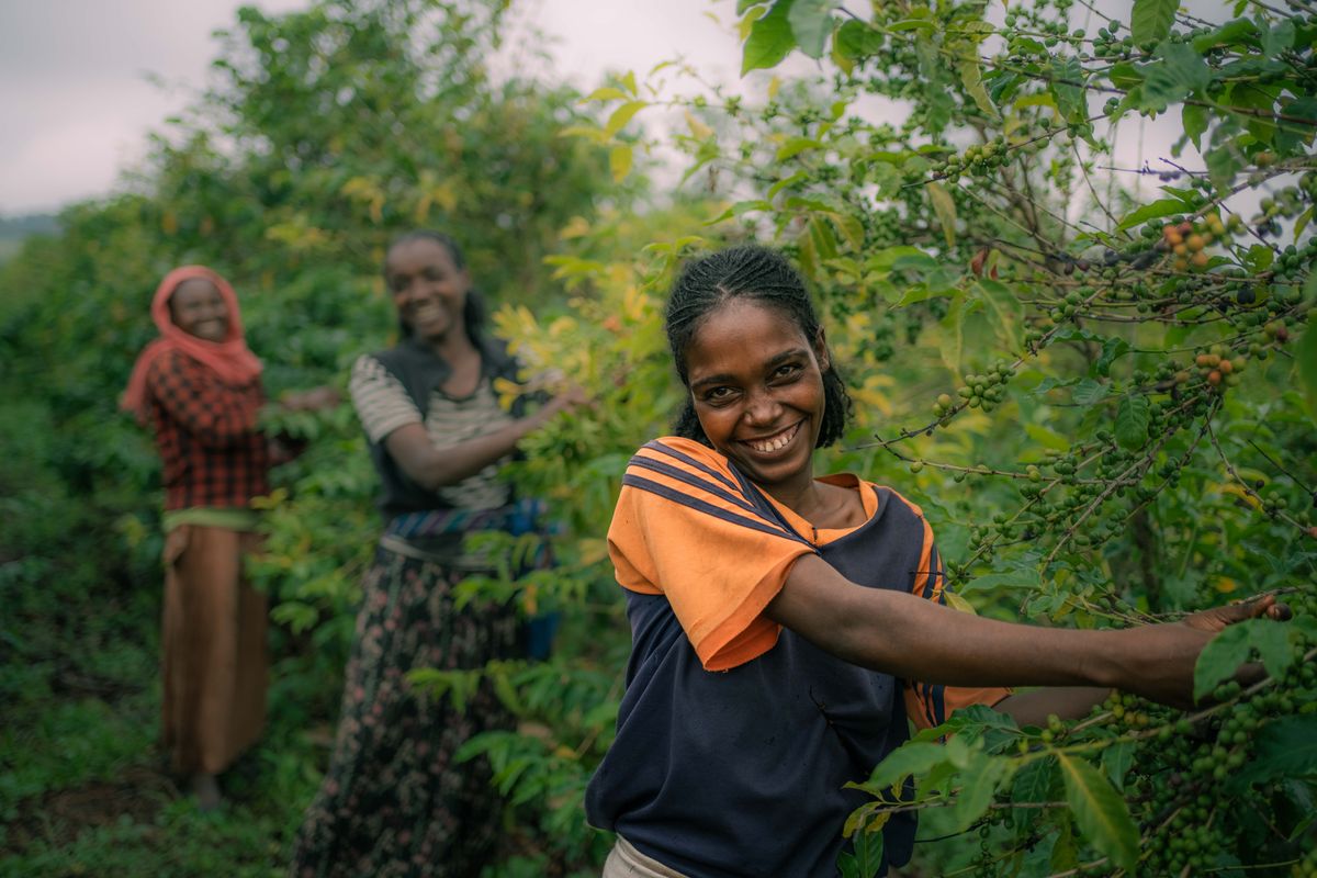 Ethiopian farmers in the field